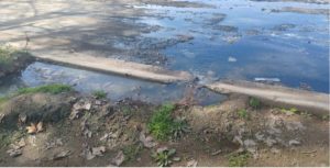 Sewage destroys livelihood