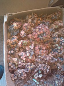 Groen Skerpioene ‘kort meer angel’ om smokkel van skaars plante vas te vat