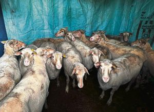 KYK | Grusame slagting van gesteelde skape naby Durbanville