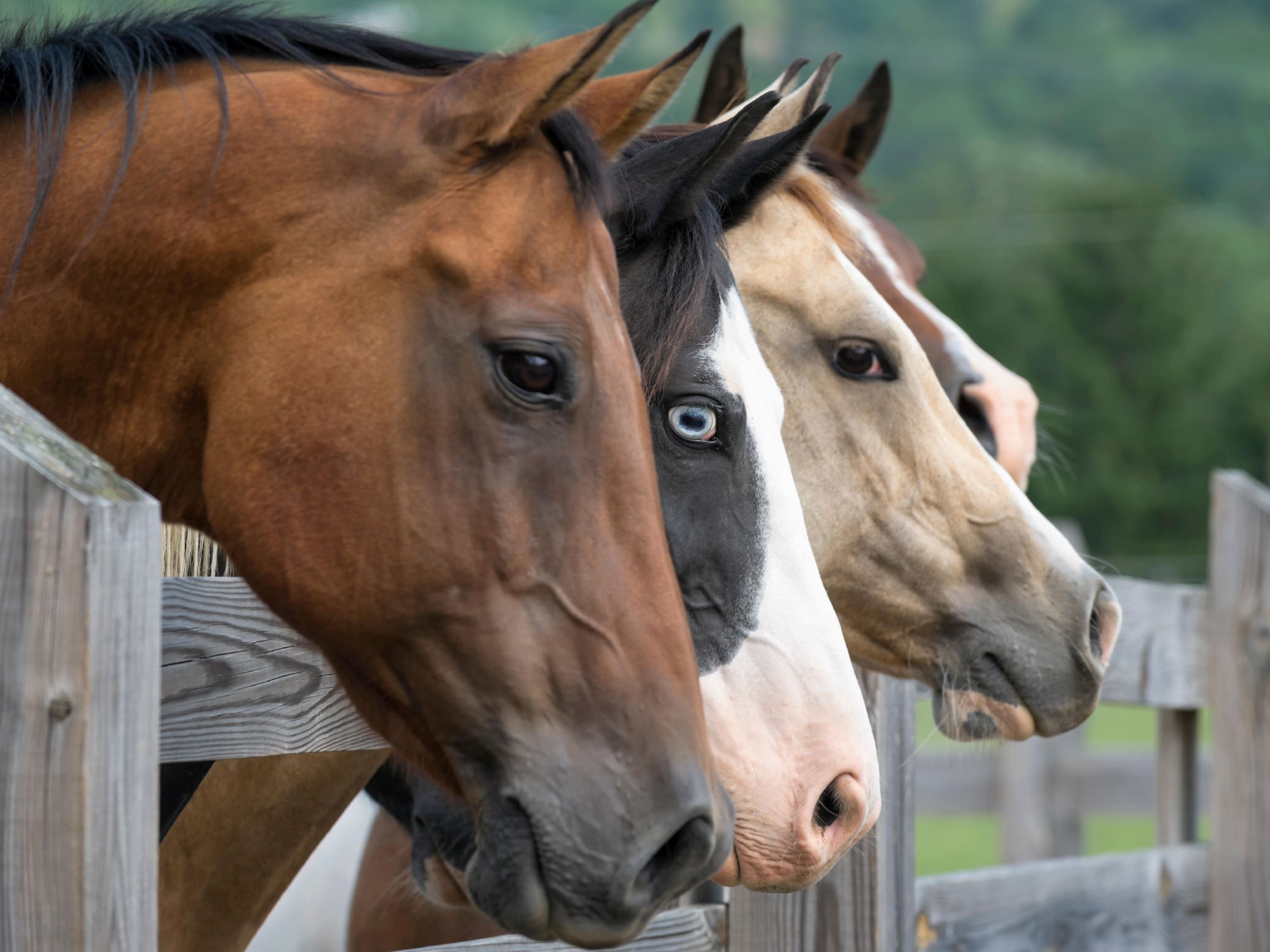Vaccinate horses against African Horse Disease.
