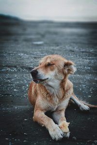 Staat sny DBV se stert