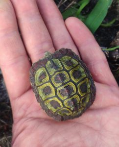 Smallest tortoise found in Onrus