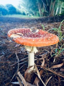 SmallTalX: Soil microbe guru tells all at Franschhoek Theatre