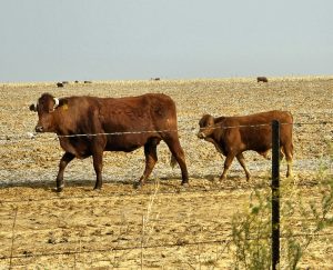 Bek-en-klouseer kring uit: LUR belê vergadering in Kroonstad, gemeenskap lug ernstige kwessies