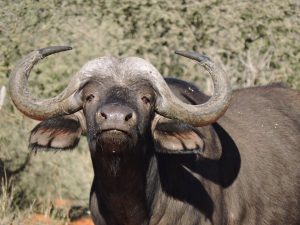 Over 80 buffaloes die in Namibia after plunging into river while fleeing lions