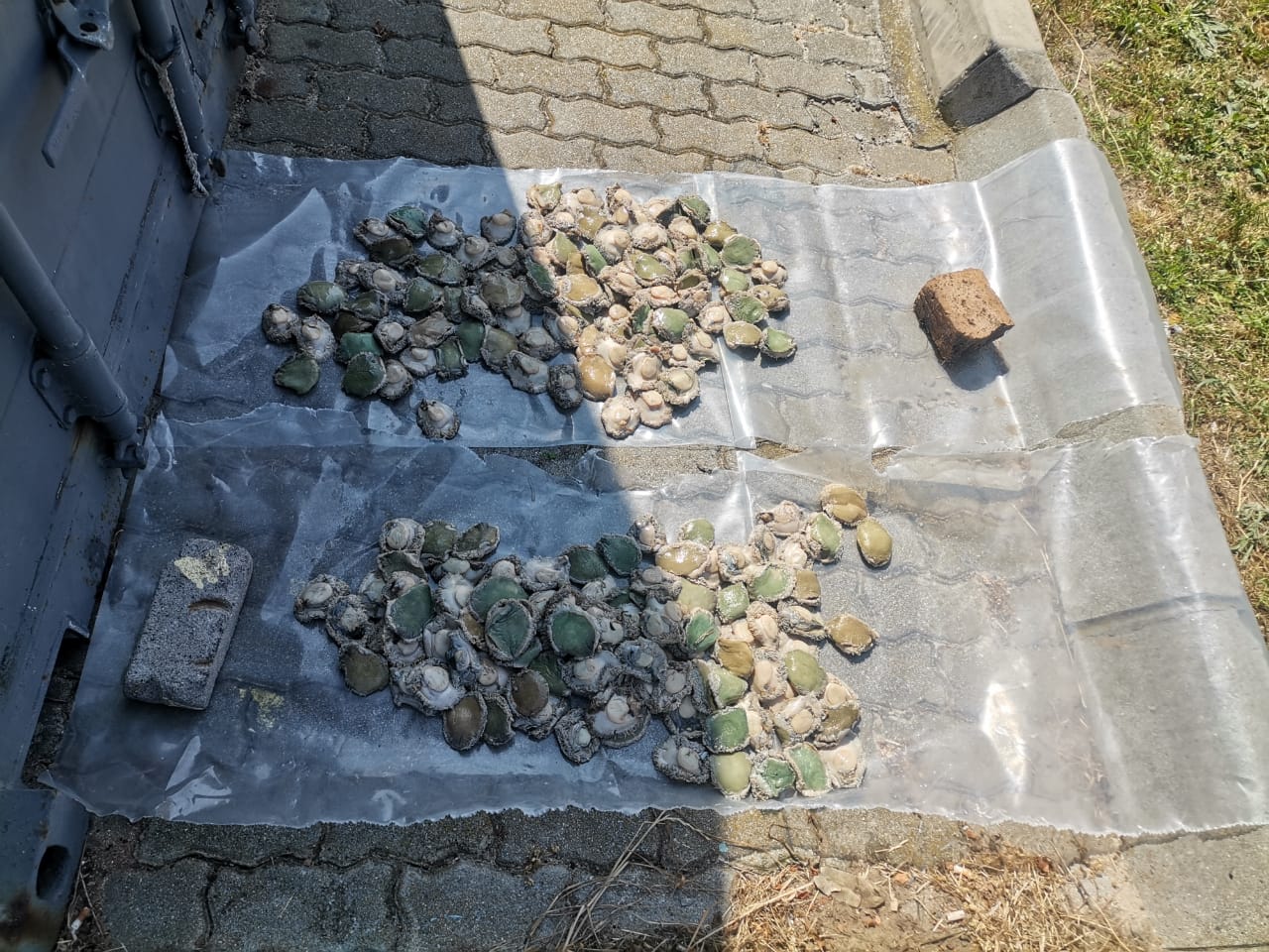 Twee vas vir onwettige perlemoen