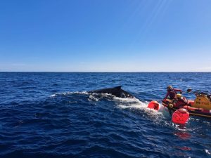 Humpback whale rescued from fishing rope entanglement off Cape Recife