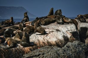 Seal rescue centre in Hout Bay faces Closure Amid eight-month power cut crisis