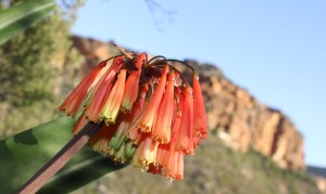 Endangered plant poaching crisis threatens Western Cape’s biodiversity heritage