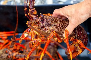 Two crayfish poachers netted in weekend sting operations