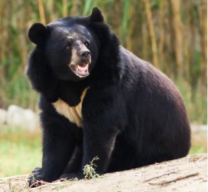 Japanese governor calls for military aid as deadly bear attacks reach record high