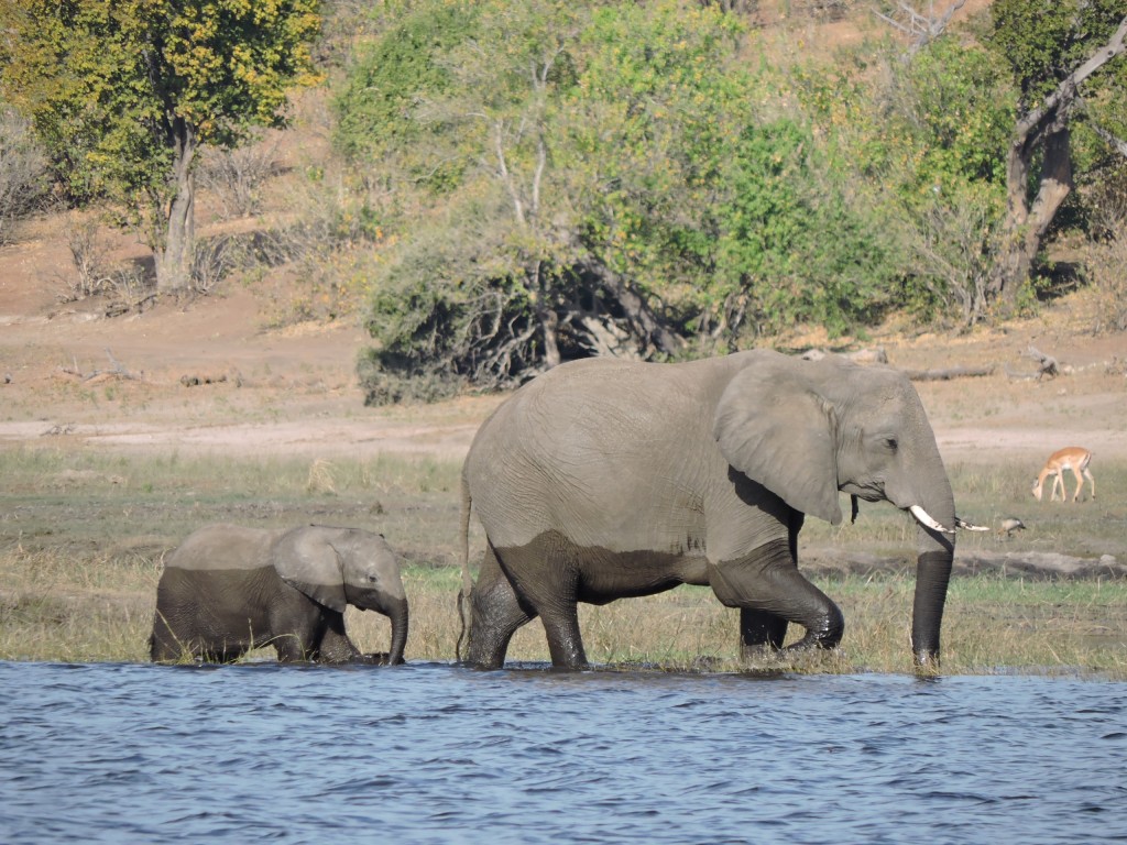 Elephants in Chobe National Park. Photo: Helena Barnard
