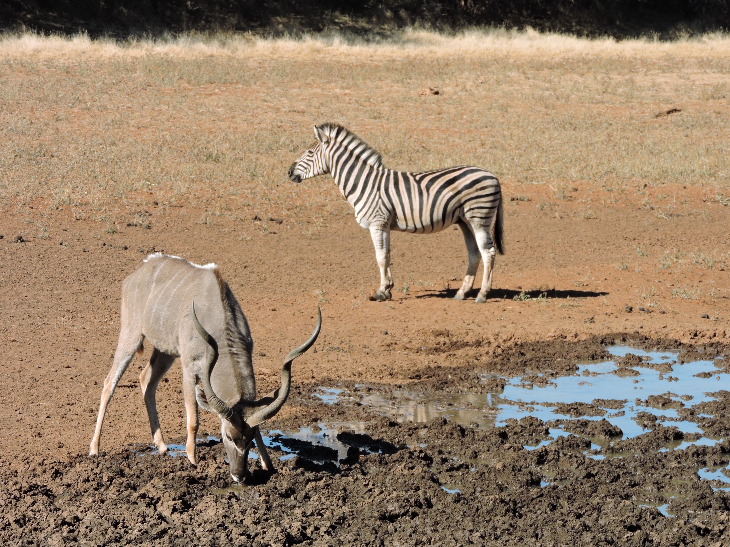 Koedoe en sebra in die Noord-Kaap.