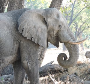 Four elephants spotted just 70km from Kgalagadi Transfrontier Park