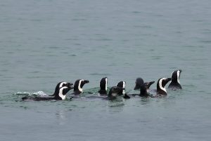 First African penguin tests positive for HPAI in South Africa