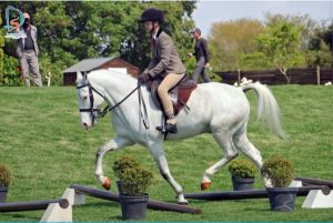 Welkom siblings dominate in show jumping