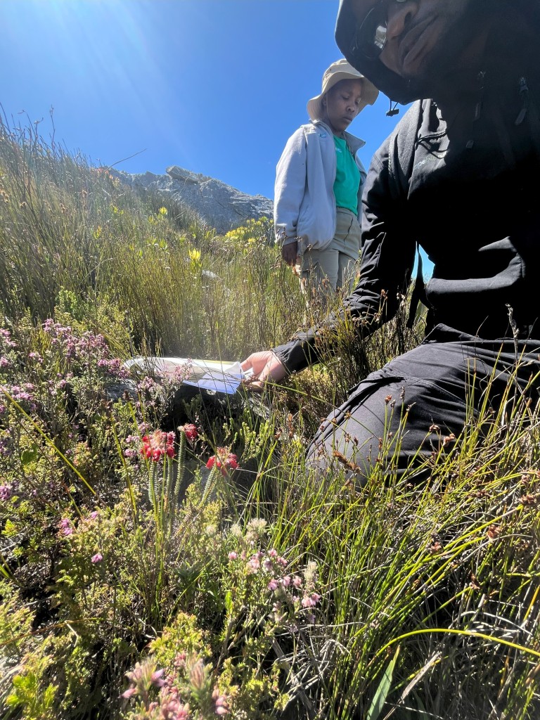 Takalani Makhomu takes a closer look at the find whilst Sylvia Wolita looks on as her find is confirmed. Photo: Cape Nature.