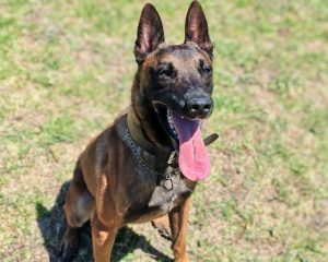 K9 ‘Virus’ helps police seize R136K in drugs in Cape Town