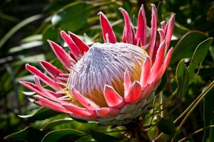 CapeNature launches community-focused plant nursery to combat illegal flora trade