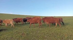 Stolen livestock worth R150k lands two suspects in Ngcobo court