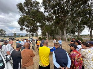 Drakenstein se planne om bloekombome in Newton af te kap ontlok gemengde reaksie