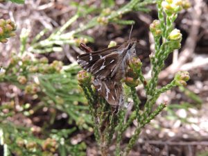 Strandfontein team awarded for rare butterfly find