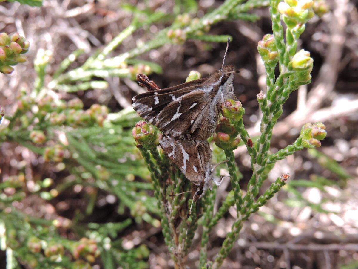 The exceptionally rare Trida barberae bunta butterfly was found in the Strandfontein Aquifer.