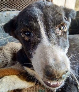 Authorities remove nearly 200 dogs as highly contagious disease spreads in the Overstrand