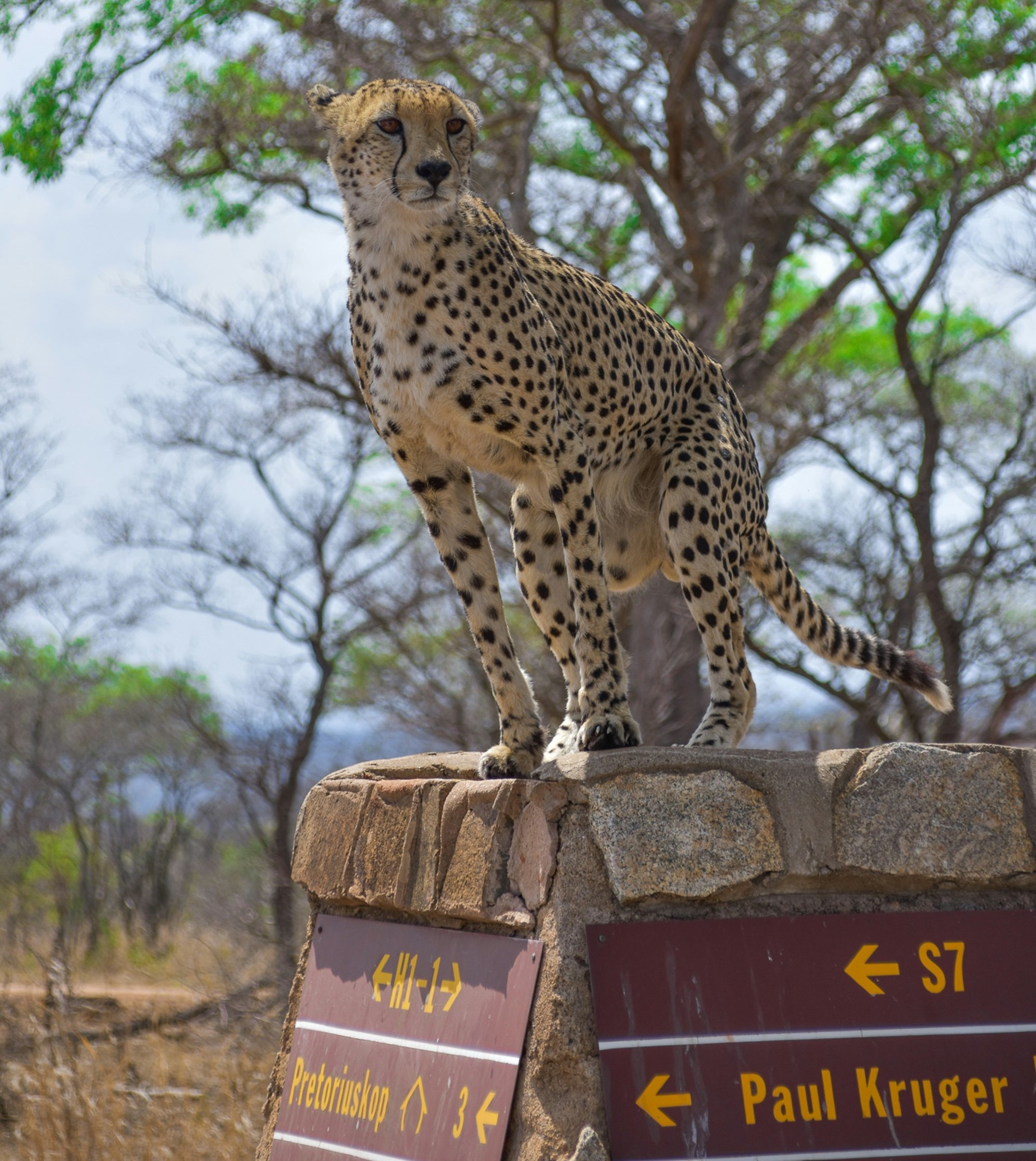 Kruger National Park,