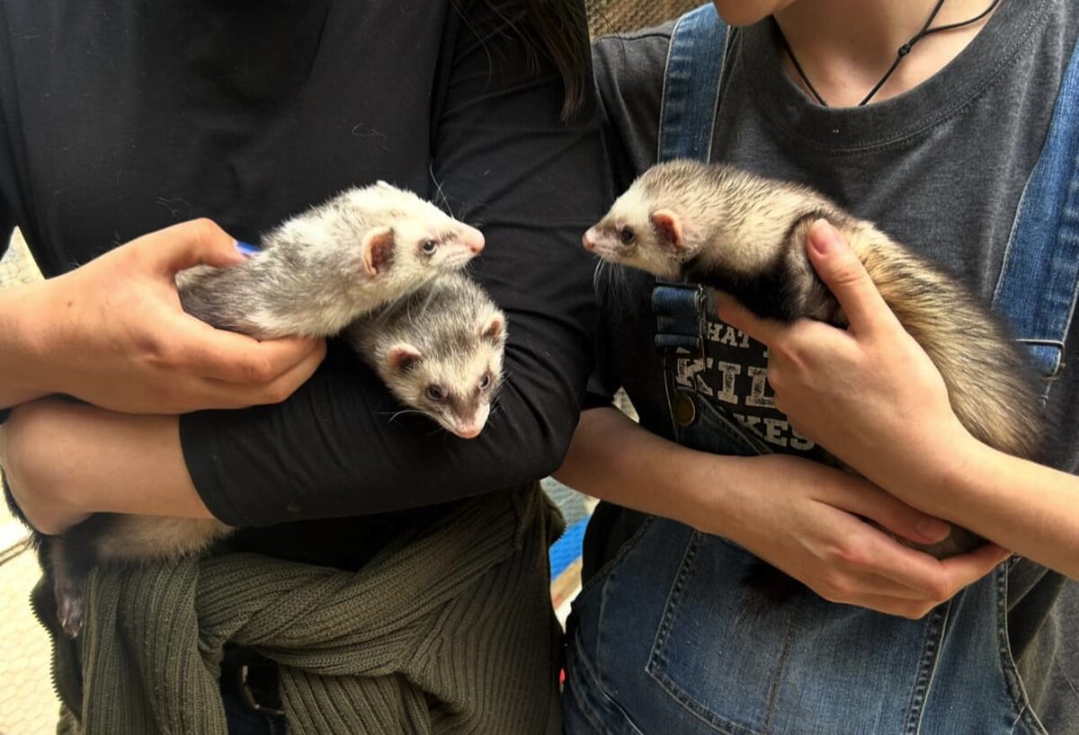 Fret-liefde loop skeef by dieresorg-sentrum in Klapmuts