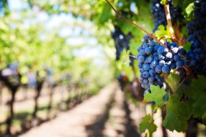 South African wine industry eyes promising 2026 harvest after favorable winter weather conditions