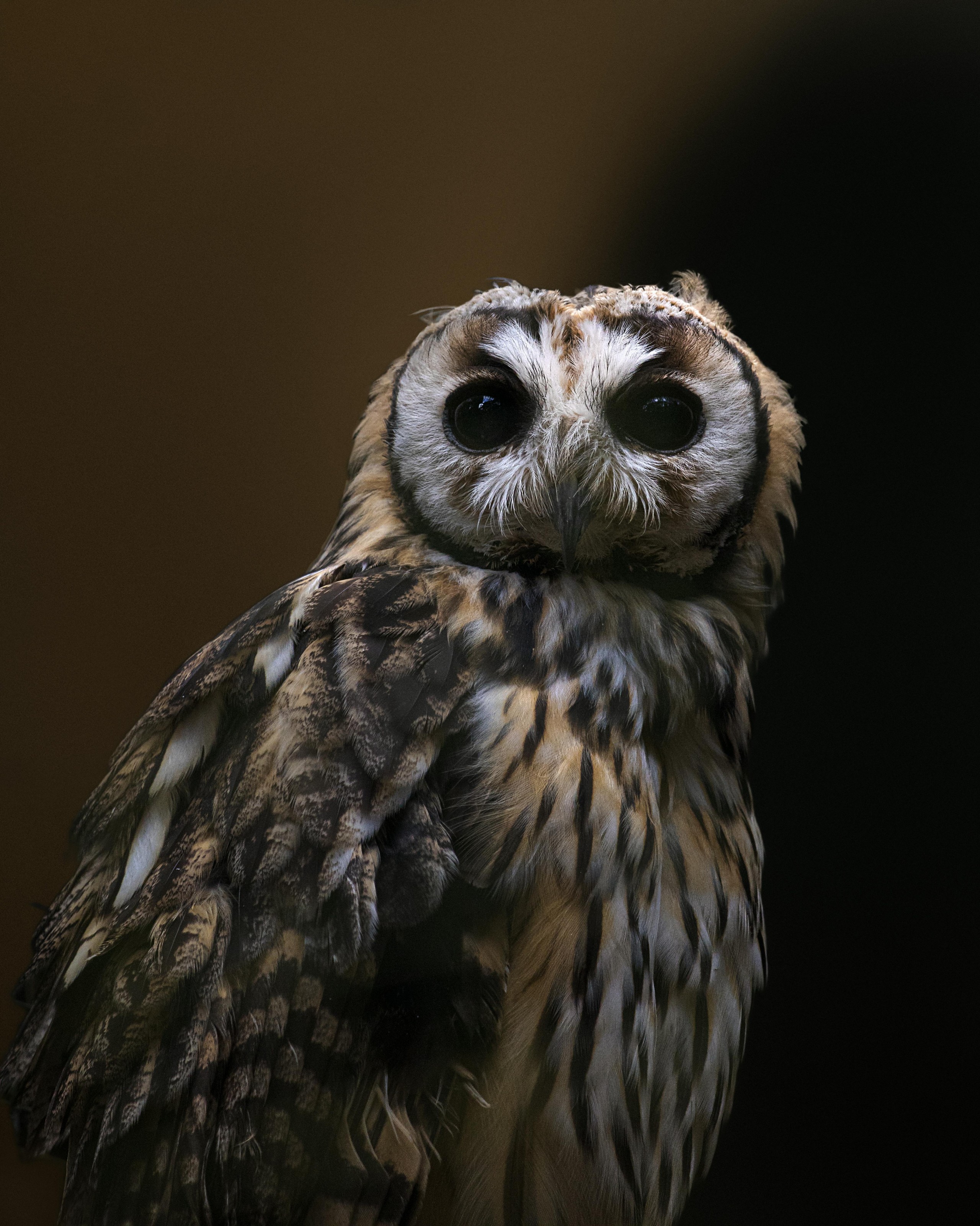 protected Spotted Eagle Owl