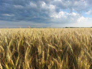 Drought warning for Boland and bordering regions