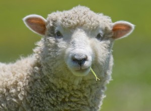 Students used unauthorised “smothering” method on research sheep at Stellenbosch University