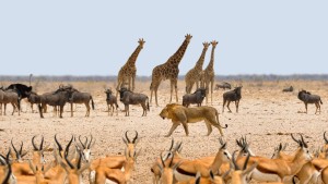 Africa’s wildlife has lost a third of its natural ‘power’, Oxford-led study warns