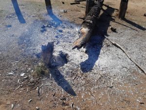 Recreational area plagued by vandalism and tree destruction