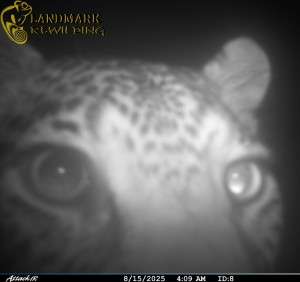 Leopard photographed in West Coast National Park for first time in 170 years