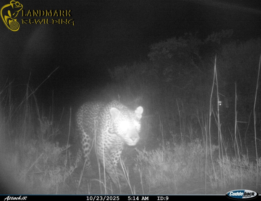Leopard in West Coast National Park.