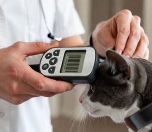 DIEREWELSYN | Sorg dat jou troeteldier kan geïdentifiseer word