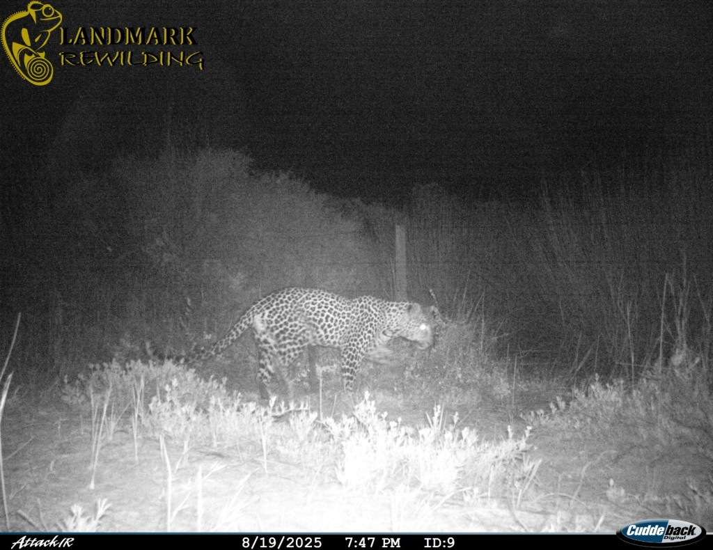Leopard in West Coast National Park.