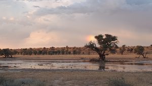 Breathtaking transformation awaits Kgalagadi after weekend’s downpour