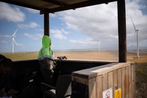 Turbines halted: Wind farm’s rapid response saving endangered birds
