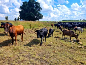 Bek-en-klouseer moet tot ramp verkaar word, vra Vrystaat Landbou