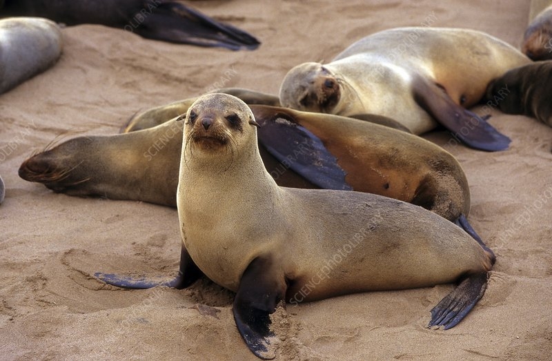 The South African summer holiday season bringsthousands of beachgoers to the country’s pristine coastlines, but this year comes with an unprecedented warning: stay away from Cape fur seals. What was once considered a routine wildlife encounter has evolved into a potentially deadly situation, as rabies becomes endemic in seal populations along the Cape coast.
