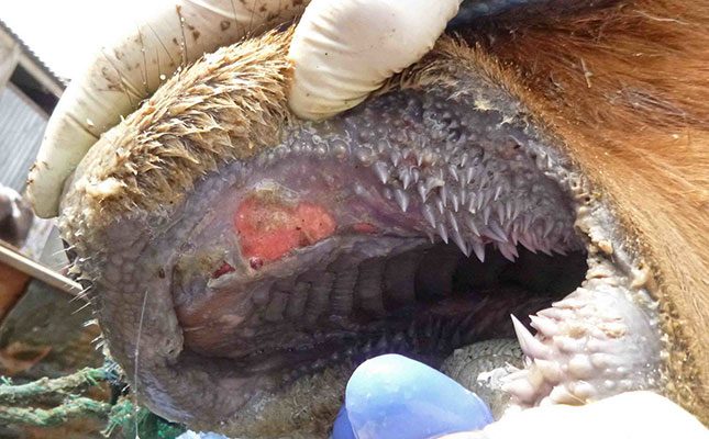 foot and mouth disease