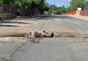 Kakamas se ‘padvark’ reis wyd en syd; lei selfs na digterlikheid