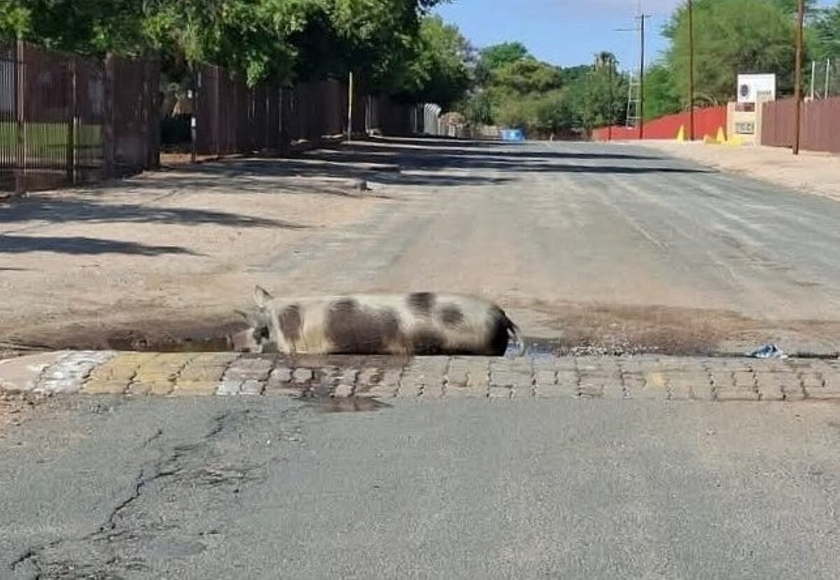 Kakamas se 'padvark'