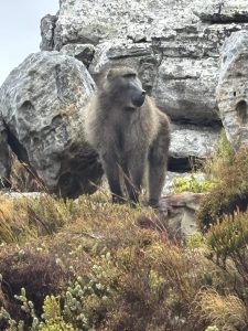 Cape Town baboons face relocation under new safety plan