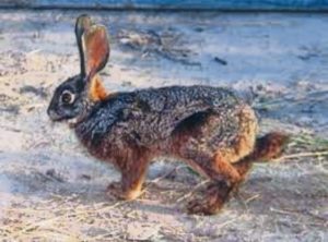 Nuwe natuurreservaat beveilig habitat vir natuurlewe in die Klein Karoo