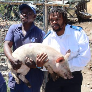 Varkboer na beslaglegging: ‘Ek sal veg vir my varke,’ sê ouma